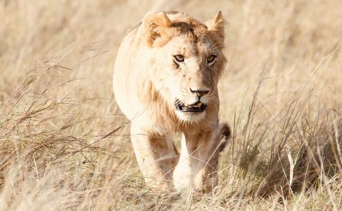 Lion in a field