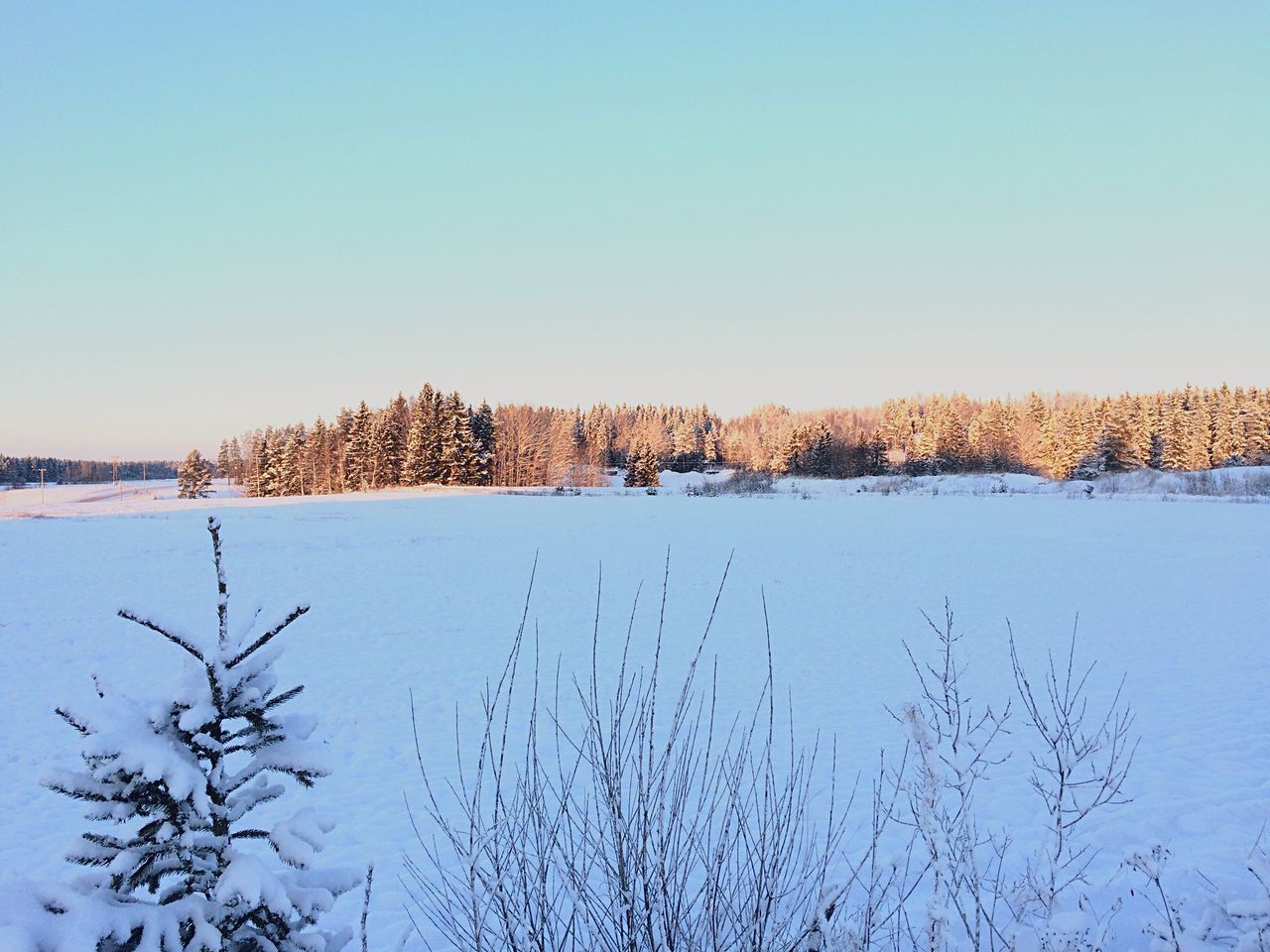 clear sky, copy space, winter, cold temperature, snow, tranquility, tranquil scene, season, nature, scenics, beauty in nature, bare tree, landscape, tree, field, blue, frozen, lake, non-urban scene, water