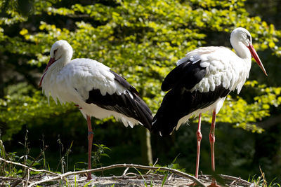 White storks on field