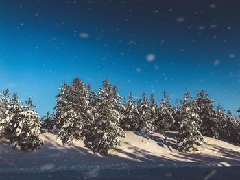 Pine trees on snow covered land against sky