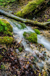 Scenic view of river stream in forest