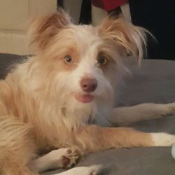 Close-up portrait of dog relaxing on floor