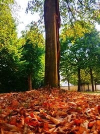 Leaves in park during autumn