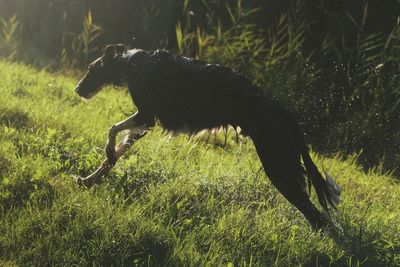 Dog on grassy field