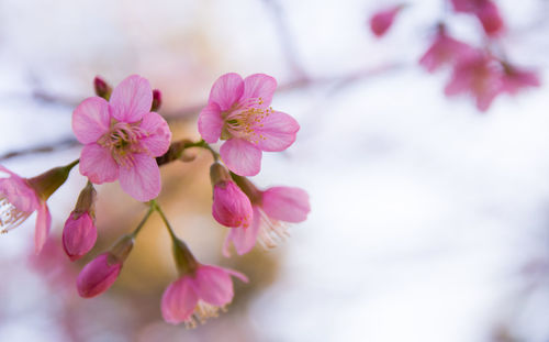 Close-up of pink flowers blooming on tree