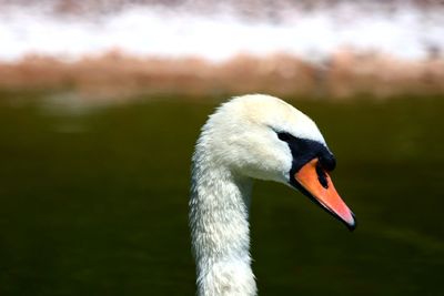 Close-up of swan swimming in lake