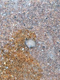 Close-up of starfish on beach