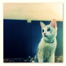 Portrait of cat