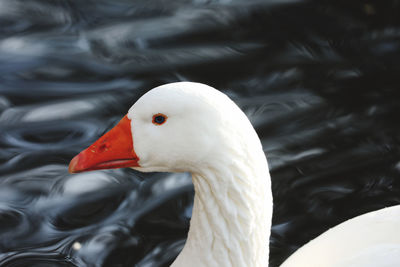 Close-up of white goose swimming in lake