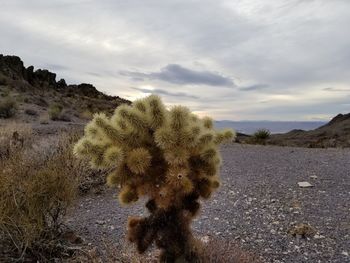 Plants growing on land against sky