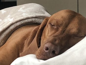 Close-up of a dog sleeping on bed