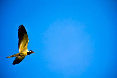 Low angle view of bird flying