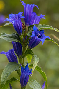 Close-up of purple flowering plants