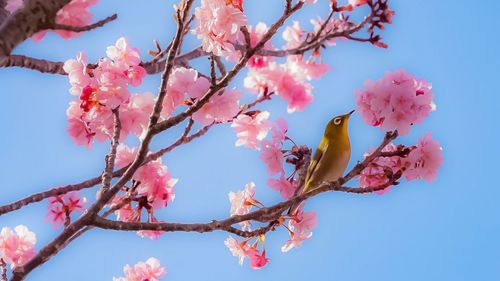 Low angle view of pink cherry blossoms against sky