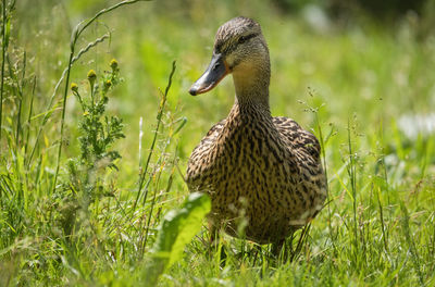 Close-up of a bird on field