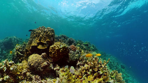 undersea