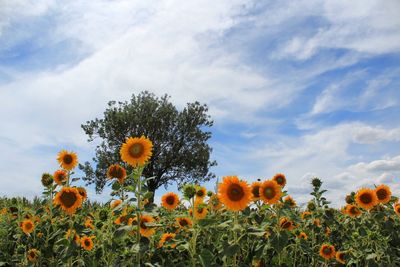 Close-up of sunflowers on field against cloudy sky