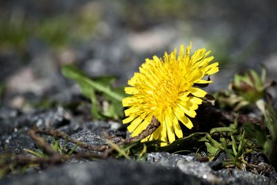 Close-up of yellow flowering plant on land