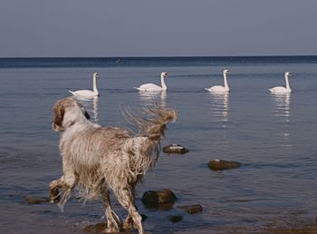 View of birds on beach