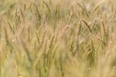 Close-up of wheat growing on field