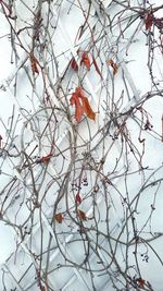 Bare trees against the sky