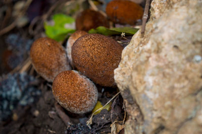 High angle view of mushrooms growing on land