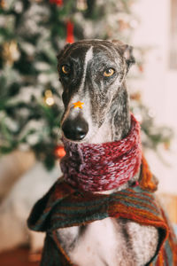 Close-up portrait of dog against christmas tree at home