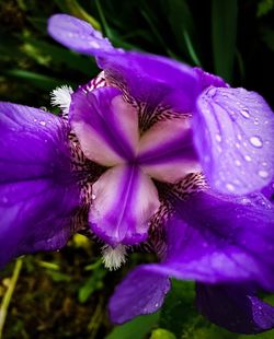 Close-up of purple iris flower