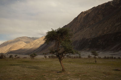 Trees on field against sky