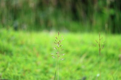 Close-up of plants growing in field