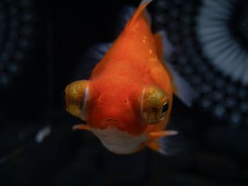 Close-up of fish swimming in sea