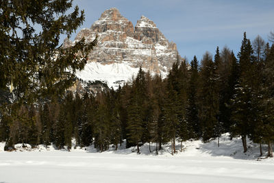 Trees on snow covered mountain against sky