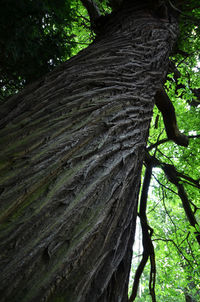 Low angle view of trees in forest