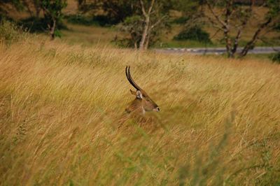 Lizard on field