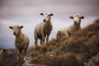 Sheep standing in a field on rocky ground 