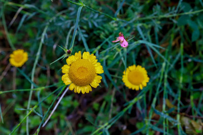 Close-up of yellow flowering plant on field