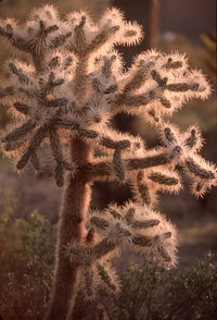 plant
