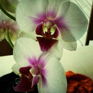 Close-up of pink orchid blooming outdoors