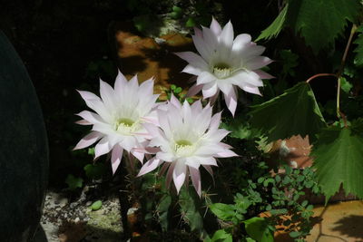 Close-up of white flowering plants