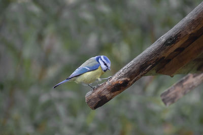 Close-up of bird perching on tree