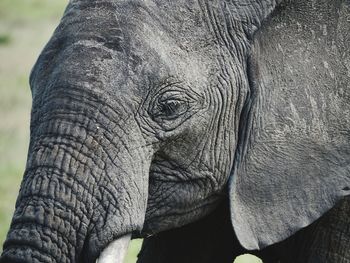 Close-up of elephant