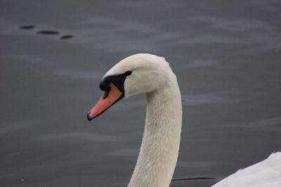 Close-up of swan in lake