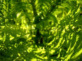 Close-up of green leaves