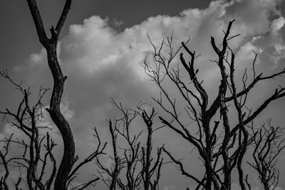 Low angle view of bare tree against sky