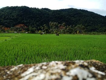 Scenic view of rice field against sky