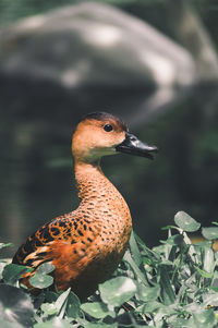 Close-up of a bird