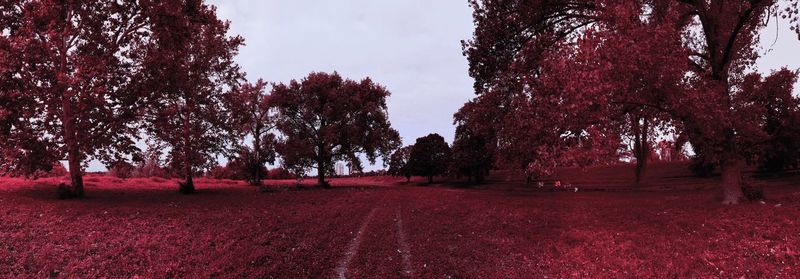 Trees on field against sky