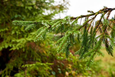 Close-up of wet spruce tree