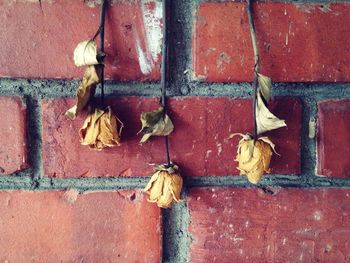 Close-up of dry autumn leaves on brick wall