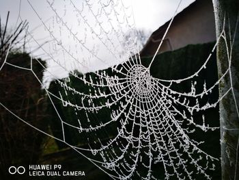 spider web